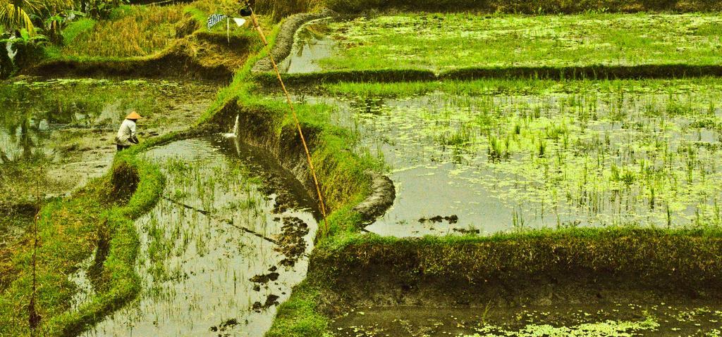 Hotel Ancut Sari Ubud Zewnętrze zdjęcie