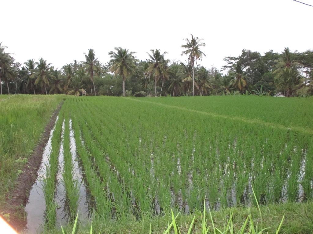 Hotel Ancut Sari Ubud Zewnętrze zdjęcie